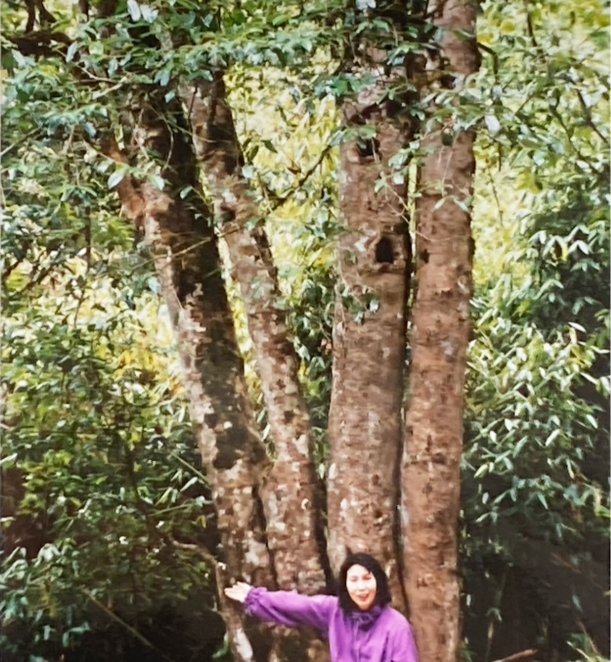 雲南省の樹齢1800年の茶王樹